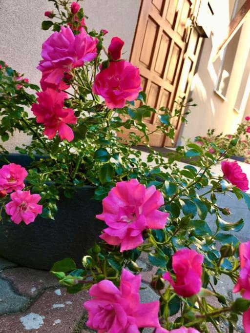 Andrea Apartman Miskolc Belvarosaban Dış mekan fotoğraf